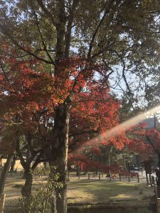 November 27, 2018 - (7) Todaiji Temple IMG_8212