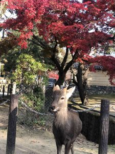 November 27, 2018 - (7) Todaiji Temple IMG_8214