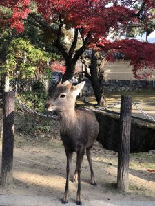 November 27, 2018 - (7) Todaiji Temple IMG_8215