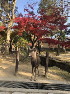 November 27, 2018 - (7) Todaiji Temple IMG_8216