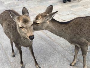 November 27, 2018 - (7) Todaiji Temple IMG_8220