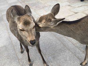 November 27, 2018 - (7) Todaiji Temple IMG_8221