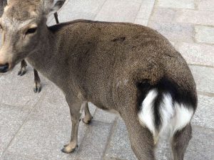 November 27, 2018 - (7) Todaiji Temple IMG_8222