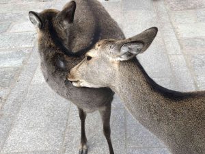 November 27, 2018 - (7) Todaiji Temple IMG_8223