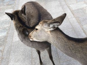 November 27, 2018 - (7) Todaiji Temple IMG_8224