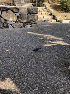 November 29, 2018 - (2) Tamamo Park IMG_0619