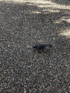 November 29, 2018 - (2) Tamamo Park IMG_0620