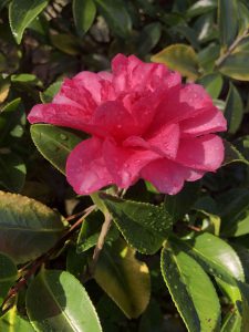 November 29, 2018 - (2) Tamamo Park IMG_8359