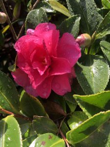 November 29, 2018 - (2) Tamamo Park IMG_8360