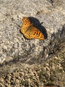 November 29, 2018 - (2) Tamamo Park IMG_8363