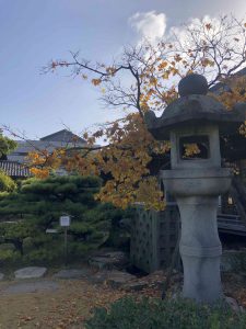 November 29, 2018 - (2) Tamamo Park IMG_8364