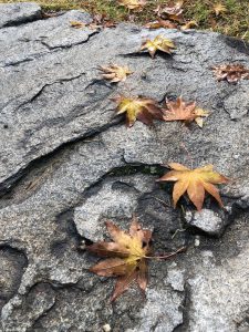 November 29, 2018 - (2) Tamamo Park IMG_8365