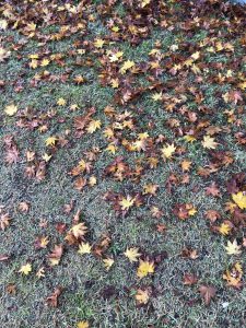 November 29, 2018 - (2) Tamamo Park IMG_8367