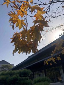 November 29, 2018 - (2) Tamamo Park IMG_8368