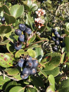 November 29, 2018 - (2) Tamamo Park IMG_8370