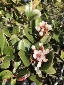 November 29, 2018 - (2) Tamamo Park IMG_8371