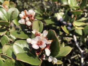 November 29, 2018 - (2) Tamamo Park IMG_8372