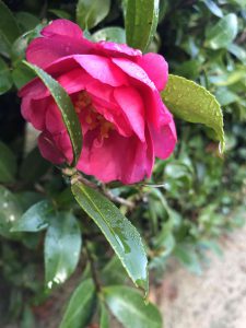 November 29, 2018 - (2) Tamamo Park IMG_8373