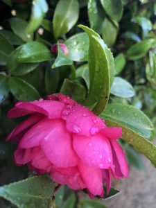 November 29, 2018 - (2) Tamamo Park IMG_8374