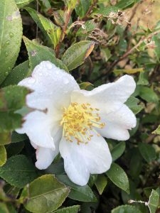 November 29, 2018 - (2) Tamamo Park IMG_8375