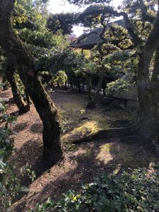 November 29, 2018 - (2) Tamamo Park IMG_8385