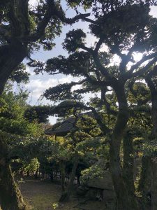 November 29, 2018 - (2) Tamamo Park IMG_8386