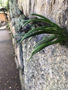 November 29, 2018 - (2) Tamamo Park IMG_8391