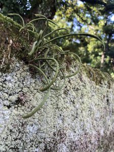 November 29, 2018 - (2) Tamamo Park IMG_8392