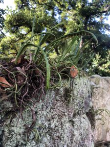 November 29, 2018 - (2) Tamamo Park IMG_8393