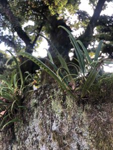 November 29, 2018 - (2) Tamamo Park IMG_8394