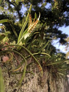 November 29, 2018 - (2) Tamamo Park IMG_8400