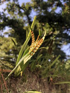 November 29, 2018 - (2) Tamamo Park IMG_8401