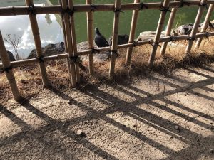 November 29, 2018 - (2) Tamamo Park IMG_8407