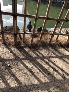 November 29, 2018 - (2) Tamamo Park IMG_8408