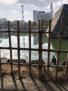 November 29, 2018 - (2) Tamamo Park IMG_8409