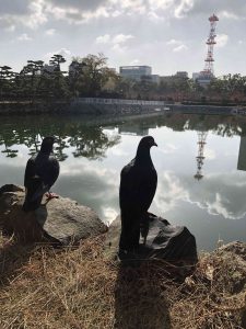 November 29, 2018 - (2) Tamamo Park IMG_8414