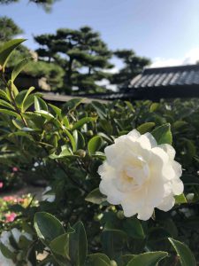 November 29, 2018 - (2) Tamamo Park IMG_8416