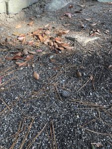 November 29, 2018 - (2) Tamamo Park IMG_8427