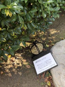 November 29, 2018 - (2) Tamamo Park IMG_8431