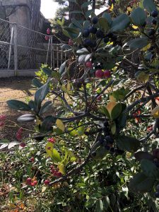 November 29, 2018 - (2) Tamamo Park IMG_8447