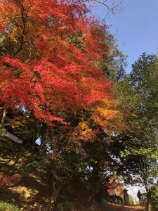 November 30, 2018 - (3) Kotohiragu Shrine IMG_8535