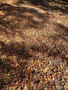 November 30, 2018 - (3) Kotohiragu Shrine IMG_8537