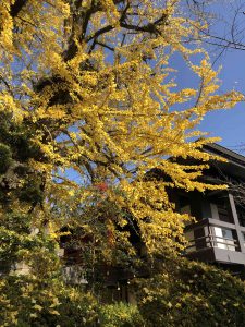 November 30, 2018 - (3) Kotohiragu Shrine IMG_8565