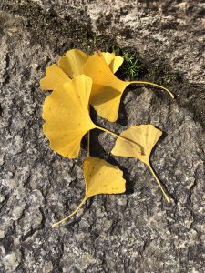 November 30, 2018 - (3) Kotohiragu Shrine IMG_8570