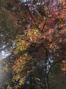 November 30, 2018 - (3) Kotohiragu Shrine IMG_8582