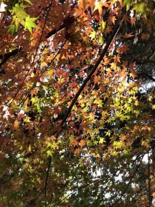 November 30, 2018 - (3) Kotohiragu Shrine IMG_8585