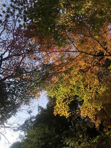 November 30, 2018 - (3) Kotohiragu Shrine IMG_8593
