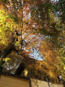 November 30, 2018 - (3) Kotohiragu Shrine IMG_8594