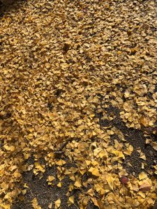 November 30, 2018 - (3) Kotohiragu Shrine IMG_8609