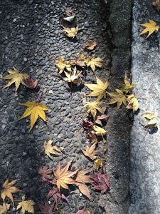 November 30, 2018 - (3) Kotohiragu Shrine IMG_8631